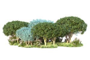 Tropical forest isolated on transparent background. 3d rendering - illustration png