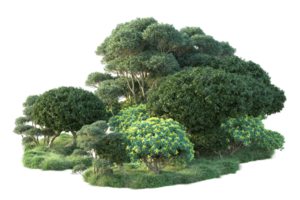 tropical forêt isolé sur transparent Contexte. 3d le rendu - illustration png