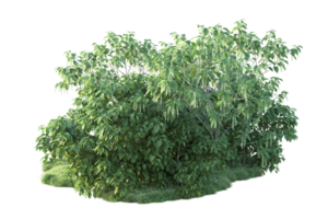 tropisk skog isolerat på transparent bakgrund. 3d tolkning - illustration png