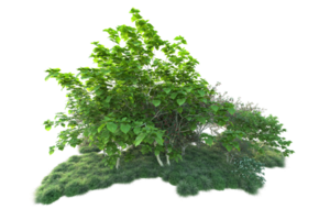 Tropical forest isolated on transparent background. 3d rendering - illustration png
