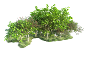 Tropical forest isolated on transparent background. 3d rendering - illustration png