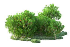 Tropical forest isolated on transparent background. 3d rendering - illustration png