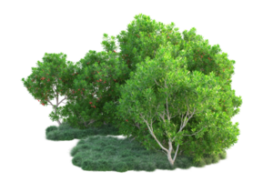 Tropical forest isolated on transparent background. 3d rendering - illustration png