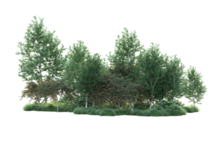 Tropical forest isolated on transparent background. 3d rendering - illustration png