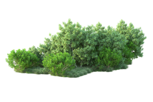 Tropical forest isolated on transparent background. 3d rendering - illustration png