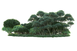 Tropical forest isolated on transparent background. 3d rendering - illustration png