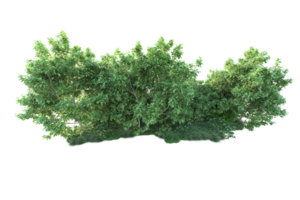 Tropical forest isolated on transparent background. 3d rendering - illustration png