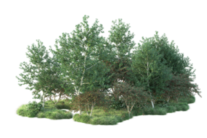 tropisk skog isolerat på transparent bakgrund. 3d tolkning - illustration png