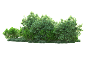 Tropical forest isolated on transparent background. 3d rendering - illustration png