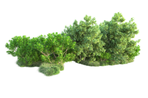 Tropical forest isolated on transparent background. 3d rendering - illustration png