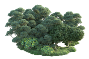 tropicale foresta isolato su trasparente sfondo. 3d interpretazione - illustrazione png