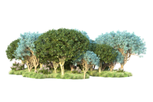 Tropical forest isolated on transparent background. 3d rendering - illustration png