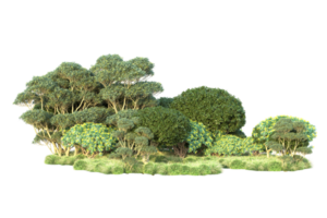 tropical forêt isolé sur transparent Contexte. 3d le rendu - illustration png