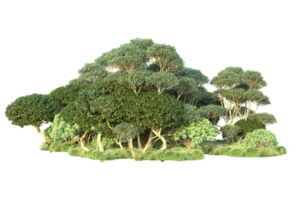 tropical forêt isolé sur transparent Contexte. 3d le rendu - illustration png