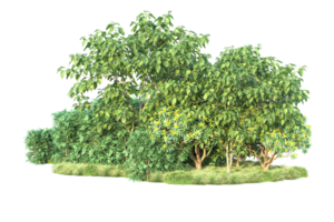 tropisch Wald isoliert auf transparent Hintergrund. 3d Rendern - - Illustration png