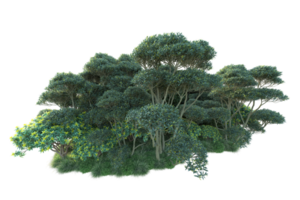 Tropical forest isolated on transparent background. 3d rendering - illustration png