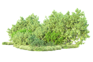 Tropical forest isolated on transparent background. 3d rendering - illustration png