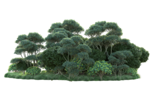 Tropical forest isolated on transparent background. 3d rendering - illustration png