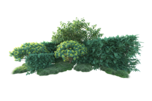 Tropical forest isolated on transparent background. 3d rendering - illustration png