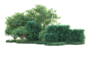 Tropical forest isolated on transparent background. 3d rendering - illustration png