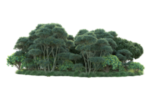 Tropical forest isolated on transparent background. 3d rendering - illustration png