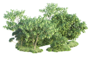 tropisch Wald isoliert auf transparent Hintergrund. 3d Rendern - - Illustration png