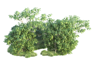 Tropical forest isolated on transparent background. 3d rendering - illustration png