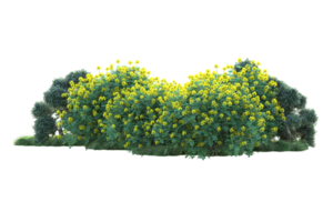 Tropical forest isolated on transparent background. 3d rendering - illustration png