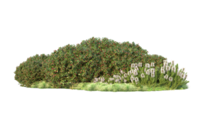 tropical forêt isolé sur transparent Contexte. 3d le rendu - illustration png