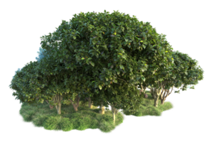 Tropical forest isolated on transparent background. 3d rendering - illustration png