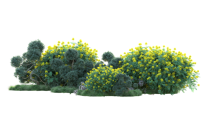 Tropical forest isolated on transparent background. 3d rendering - illustration png