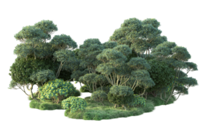 Tropical forest isolated on transparent background. 3d rendering - illustration png