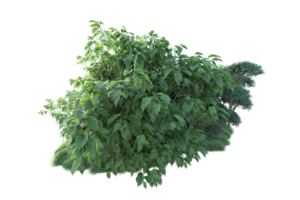 Tropical forest isolated on transparent background. 3d rendering - illustration png