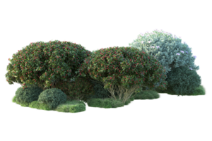 tropical floresta isolado em transparente fundo. 3d Renderização - ilustração png