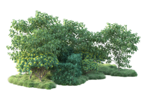 Tropical forest isolated on transparent background. 3d rendering - illustration png