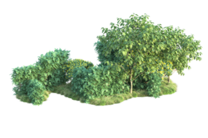 Tropical forest isolated on transparent background. 3d rendering - illustration png