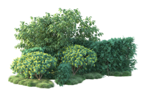 Tropical forest isolated on transparent background. 3d rendering - illustration png