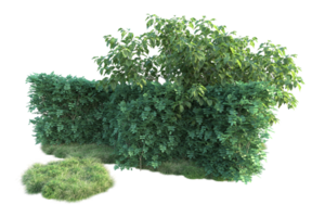 Tropical forest isolated on transparent background. 3d rendering - illustration png