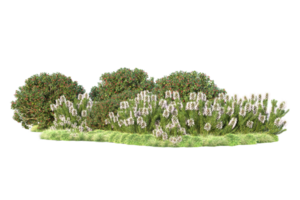 tropisk skog isolerat på transparent bakgrund. 3d tolkning - illustration png