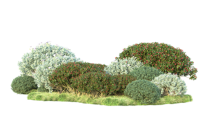 tropisk skog isolerat på transparent bakgrund. 3d tolkning - illustration png