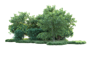 tropisch Wald isoliert auf transparent Hintergrund. 3d Rendern - - Illustration png