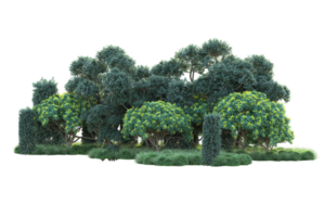 Tropical forest isolated on transparent background. 3d rendering - illustration png