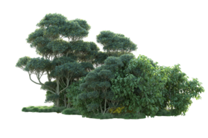 tropical forêt isolé sur transparent Contexte. 3d le rendu - illustration png