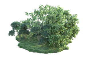 Tropical forest isolated on transparent background. 3d rendering - illustration png