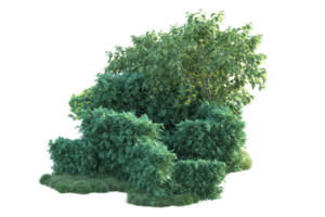 tropical forêt isolé sur transparent Contexte. 3d le rendu - illustration png