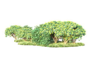Tropical forest isolated on transparent background. 3d rendering - illustration png