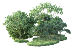 Tropical forest isolated on transparent background. 3d rendering - illustration png