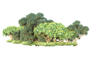 Tropical forest isolated on transparent background. 3d rendering - illustration png