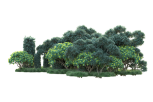 Tropical forest isolated on transparent background. 3d rendering - illustration png