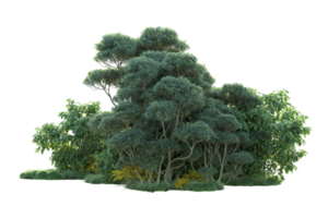 tropical forêt isolé sur transparent Contexte. 3d le rendu - illustration png